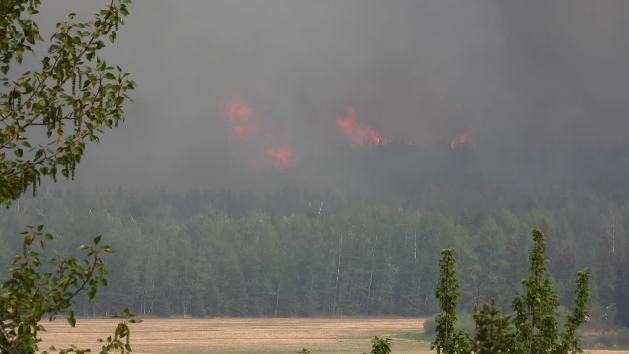 Pini che bruciano in incendi boschivi.