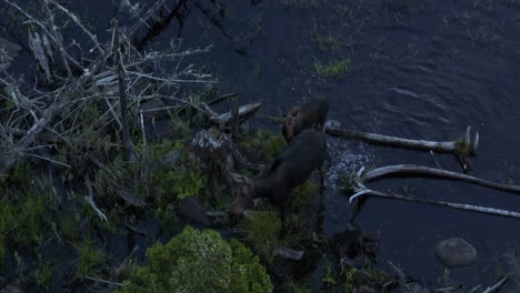 orignal avec son petit traversant des terres humides