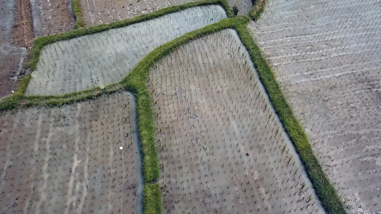 bali, ubud primavera 2020 en 1080, 60p, durante el día: vuelo rápido de drones sobre los campos de arroz de ubud en bali en indonesia