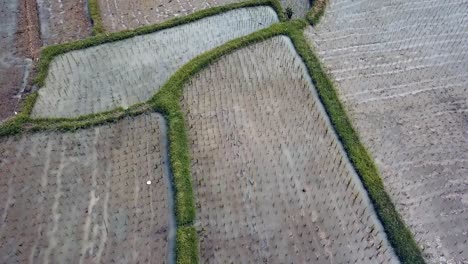 Bali,-Ubud-Spring-2020-in-1080,-60p,-Daytime:-fast-down-drone-flight-over-the-rice-fields-of-Ubud-on-Bali-in-Indonesia