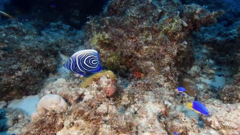 The-shallow-waters-of-Mauritius-Island-reveal-the-Emperor-Angelfish,-alternatively-named-the-Imperator-Angelfish,-flaunting-a-bold-blue-body-accented-by-vivid-horizontal-yellow-stripes