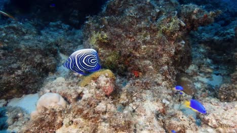 las aguas poco profundas de la isla de mauricio revelan el pez ángel emperador, también llamado pez ángel imperador, alardeando de un cuerpo azul audaz acentuado por vivas rayas horizontales amarillas.