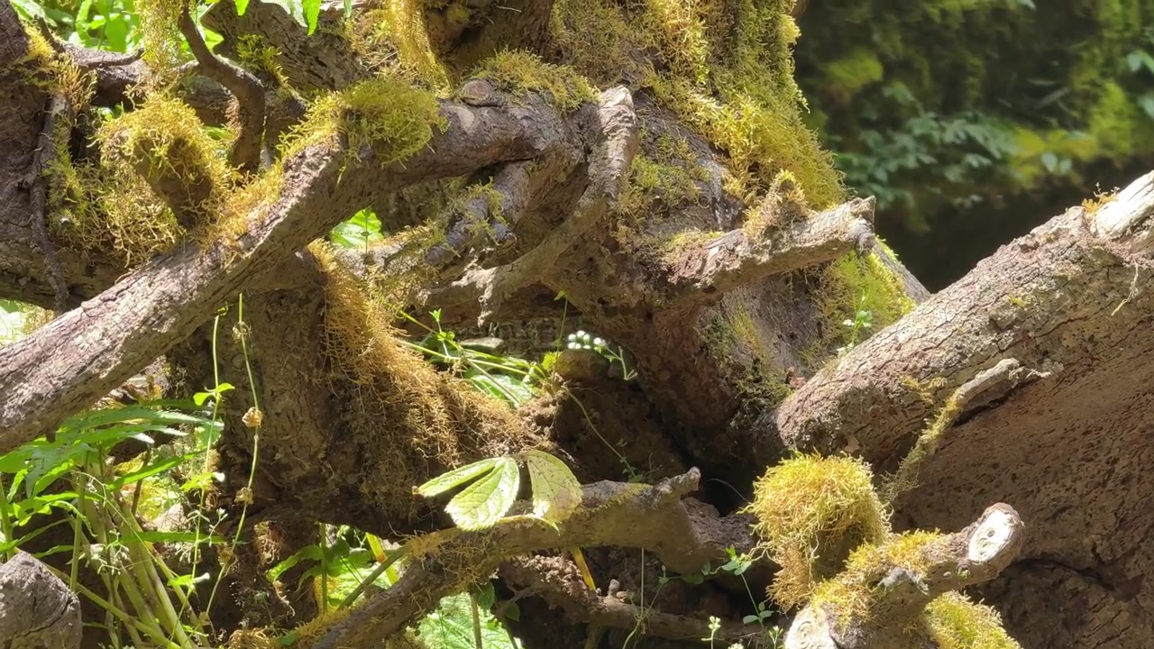 Radici di alberi ricoperte di muschio in un lussureggiante ambiente forestale.