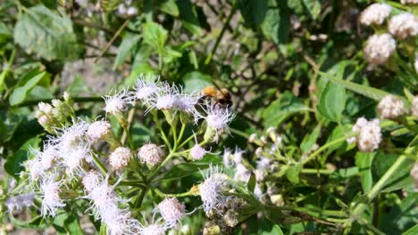 abeja melífera en una flor silvestre en el jardín recolectando polen durante un día de verano ventoso y ventoso