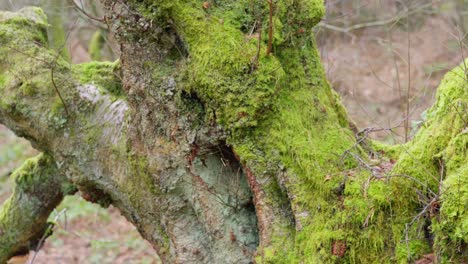 Waldblick-Auf-Einen-Hohen,-Mit-Moos-Bedeckten-Baum