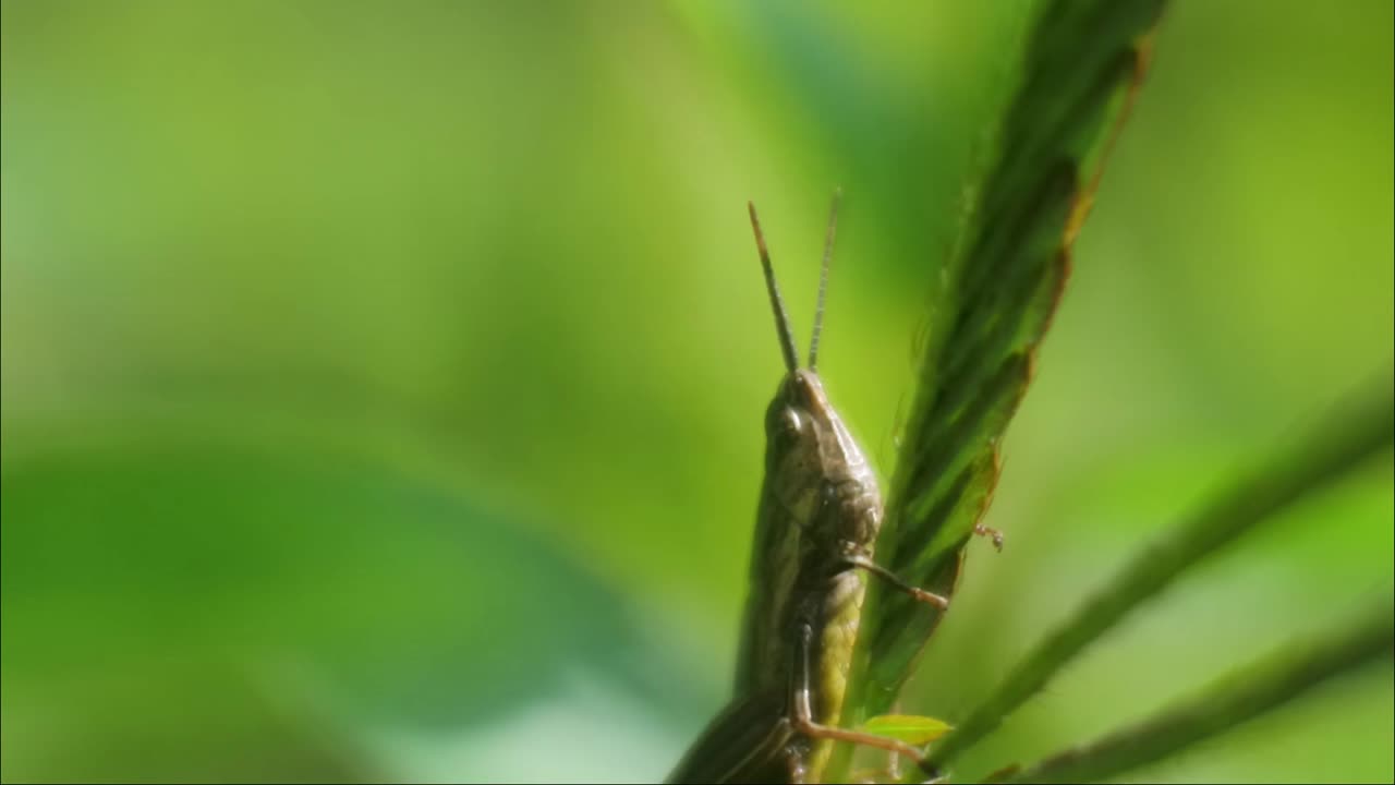 saltamontes verdes sentados en la hoja, vídeo de primer plano del saltamontes