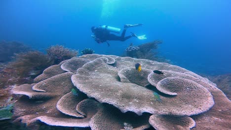 a female scuba diver is swimming over a big table coral on depth