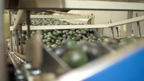 avocados moving at an avocado packing house in uruapan