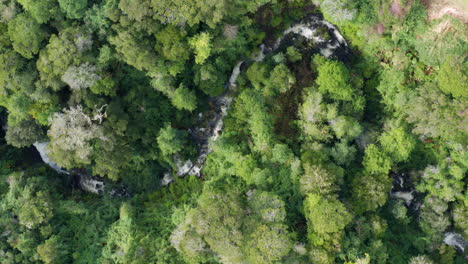 aerial over valdivian temperate forest with winding river