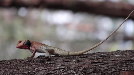 The-Agamas,-a-small-long-tailed-lizard-clinging-on-a-tree-idly