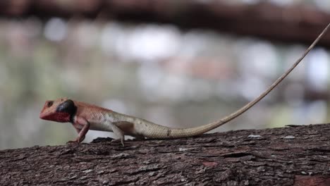 the agamas, a small long-tailed lizard clinging on a tree idly