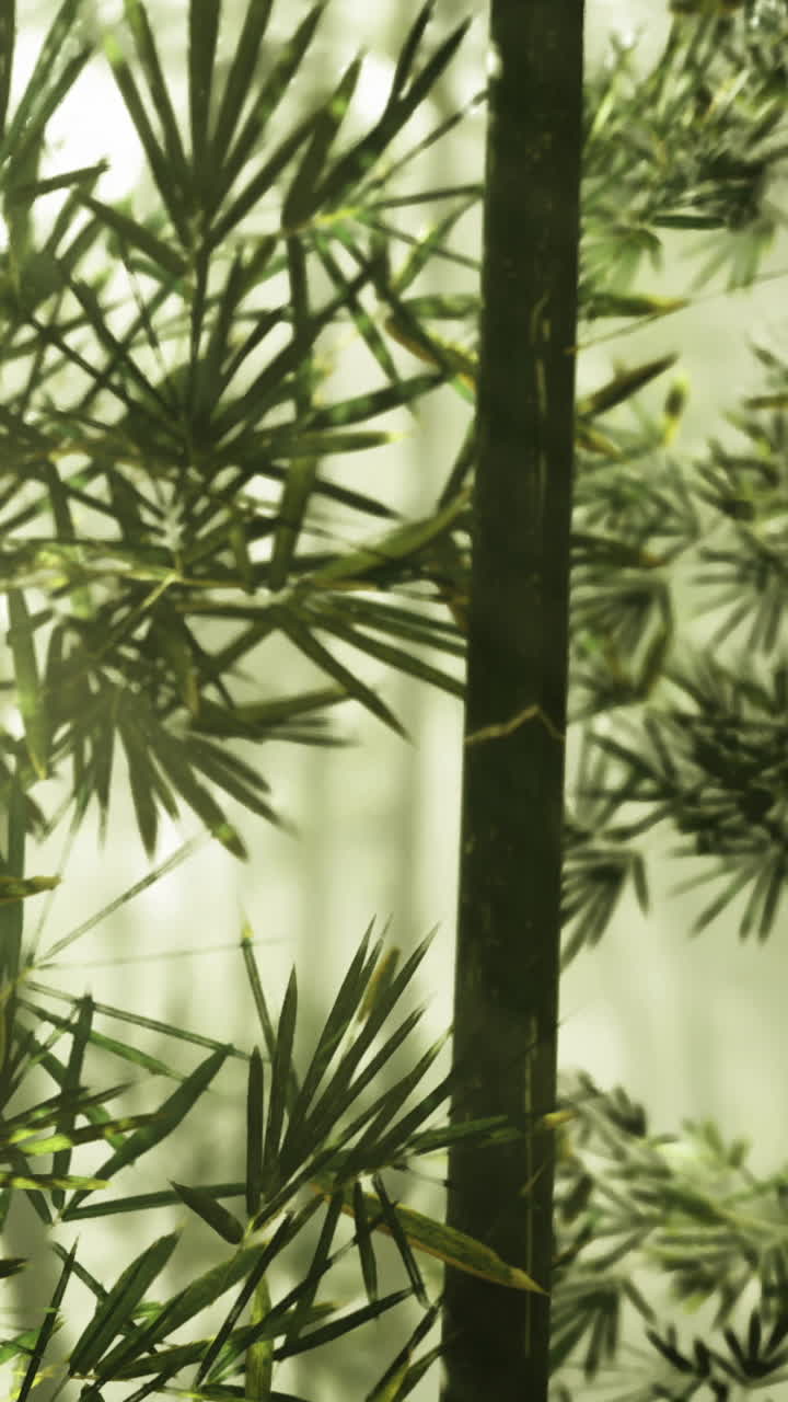Foglie e steli di bambù in una foresta durante le ore diurne.
