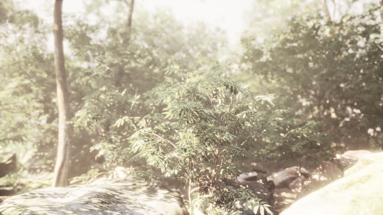 늦은 여름의  ⁇ 빛이 나무들을  ⁇ 고