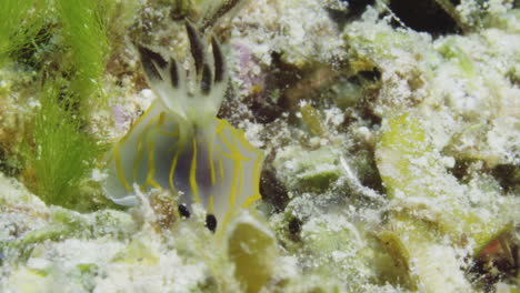 increíble vista macro de un nudibranquio halgerda formosa luchando contra la fuerte corriente oceánica