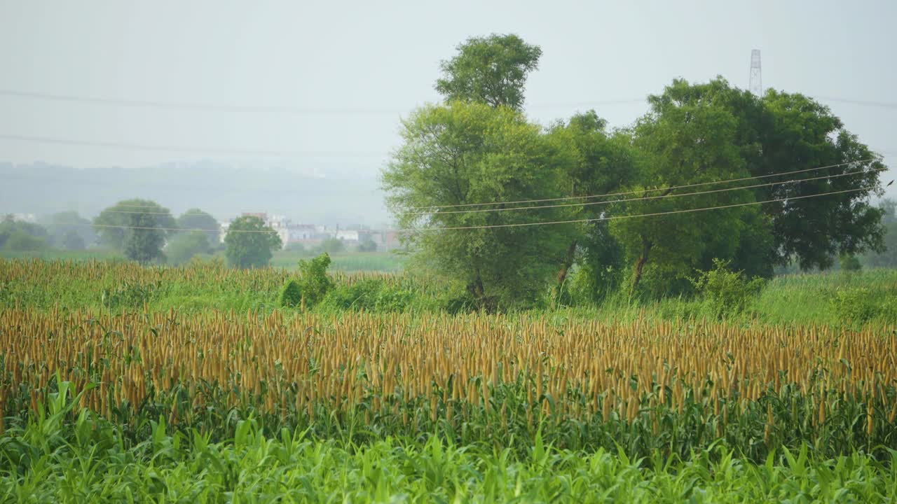 북인도 의 피어 밀레트 나 바지라 작물 농장 의  ⁇  촬영