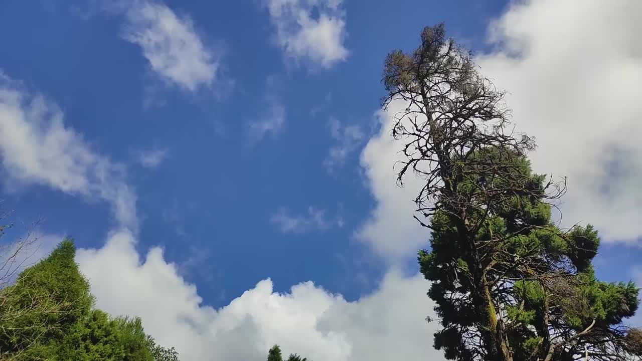 Tall Tree Against Blue Sky with Clouds