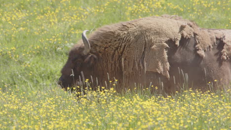 Profile-shot-of-single-European-bison-in-meadow-shedding-its-winter-coat