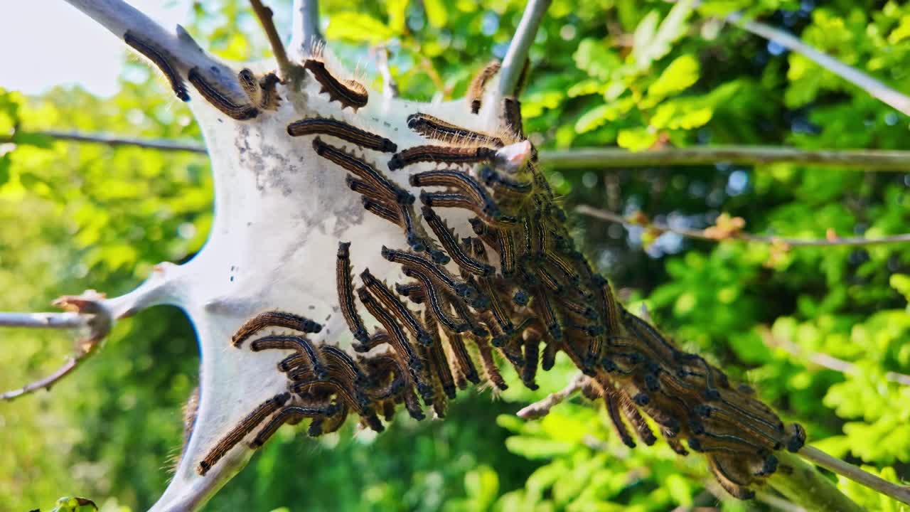 Close-up of many processionary caterpillars, Thaumetopoea processionea, crawling on white silk nest in tree, Green foliage background, insect pest