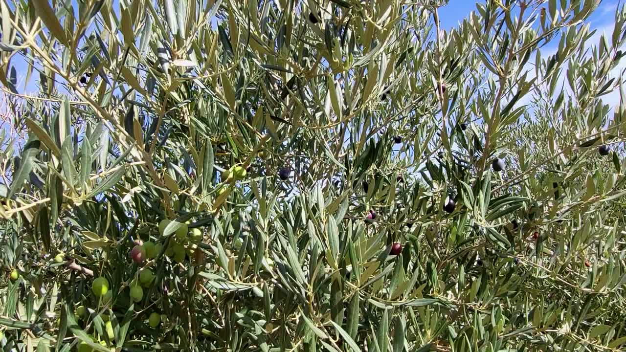 Ramo d'ulivo con raccolta di olive in una giornata di sole. Olive verdi e mature sull'albero. Produzione di olio d'oliva. Andalusia. Spagna.