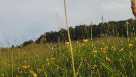 Walking-through-tall-grass-in-the-midday,-closely-and-detailed