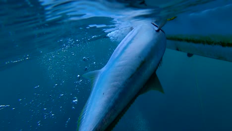 Gaffel-Pov,-Während-Der-Gelbschwanzfisch-An-Die-Oberfläche-Steigt-Und-An-Bord-Des-Bootes-Gebracht-Wird