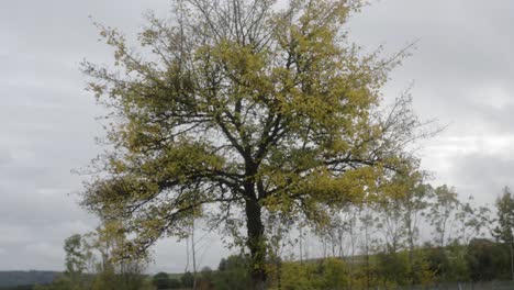 autumn tree losing leaves recorded with gimbal