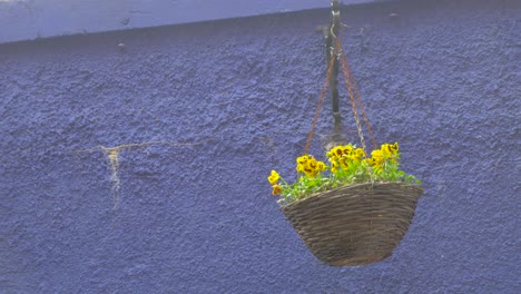 Yellow-pansies-flowers-in-a-basket-in-heavy-rain-with-snow