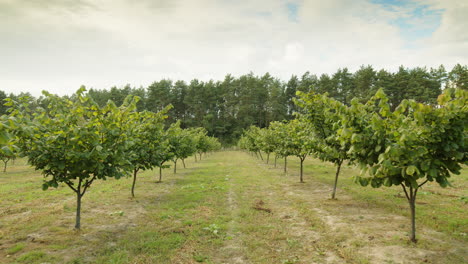 Hazelnut-trees-rows-agriculture-cultivation-field,-growing-raw-ripe-hazel-nuts,-harvest-autumn-time