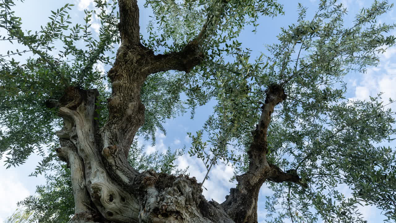 clouds through olive branches