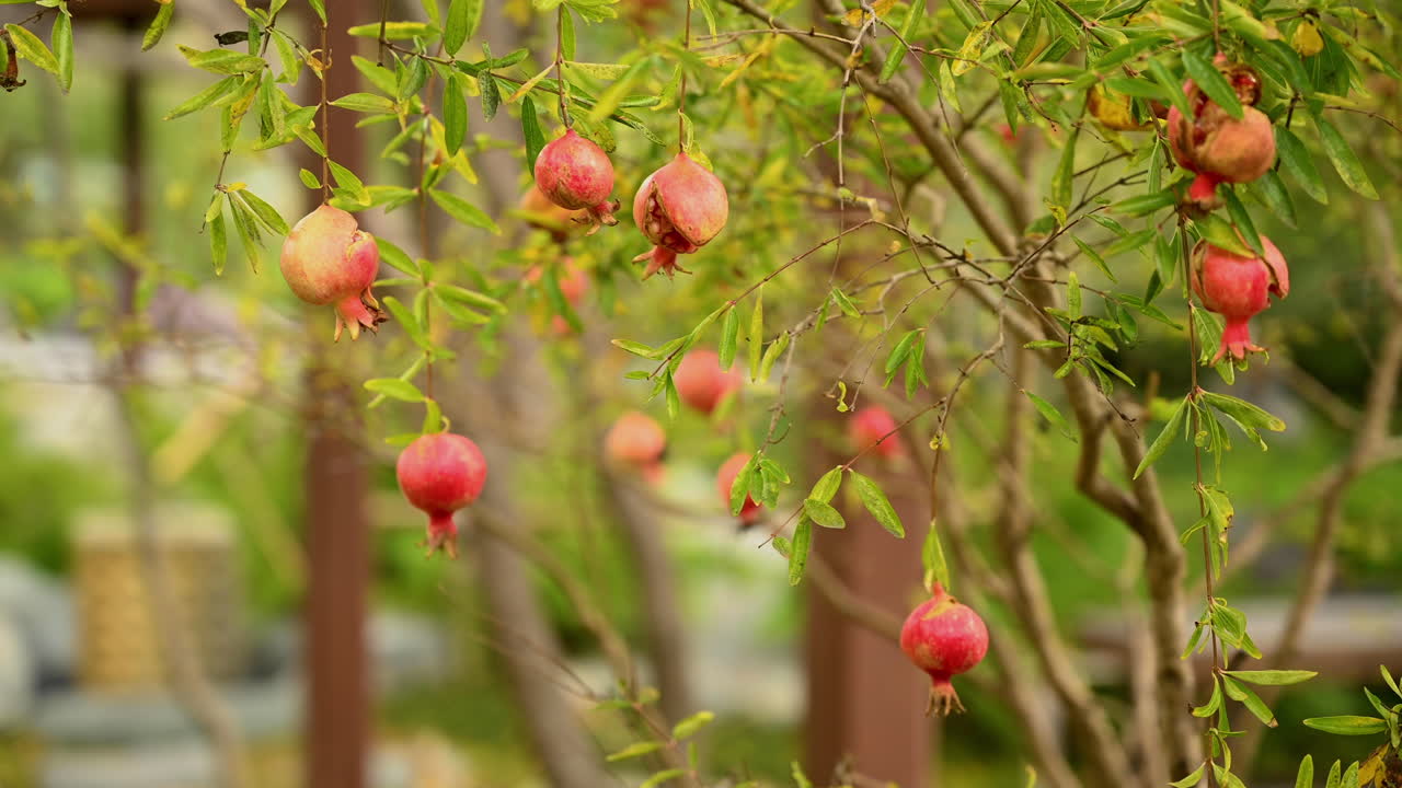 frutos rojos de la granada bonsái japonesa colgando de los tallos de la planta arbustiva moviéndose en el aire - tiro cerrado