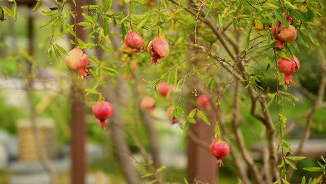 Rote-Früchte-Des-Japanischen-Bonsai-Granatapfels-Hängen-An-Den-Stängeln-Der-Strauchpflanze,-Die-Sich-In-Der-Luft-Bewegt---Nahaufnahme