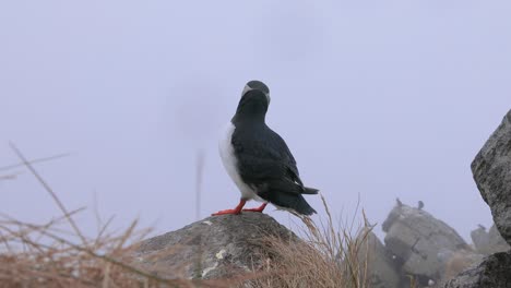 atlantic puffin (fratercula arctica), on the rock on the island of runde (norway).