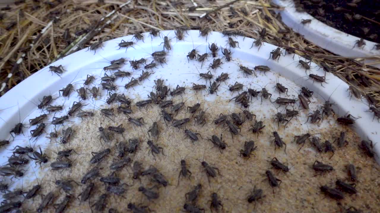 Overhead view of a basket inside a cricket farm in Cambodia