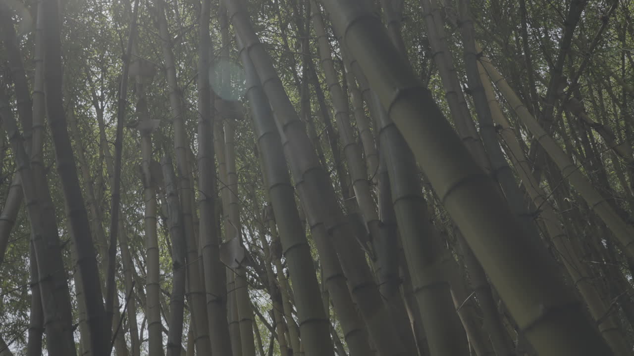 Slowmotion shot of giant green bamboo trees in Burundi near Lake Tanganyika with a sun flare coming through on a sunny day tilting downwards LOG