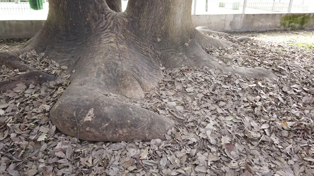Large tree base with exposed roots and fallen dry leaves