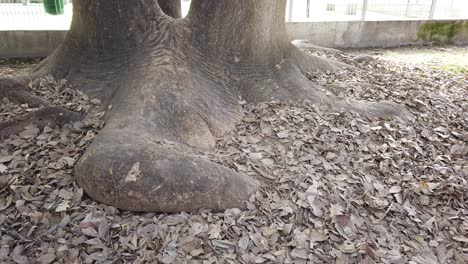 large tree base with exposed roots and fallen dry leaves