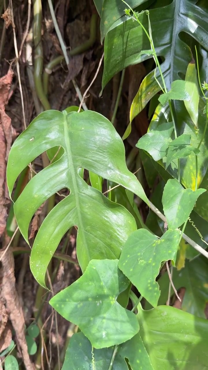 Primo piano di foglie di Monstera tropicale in un ambiente forestale lussureggiante.