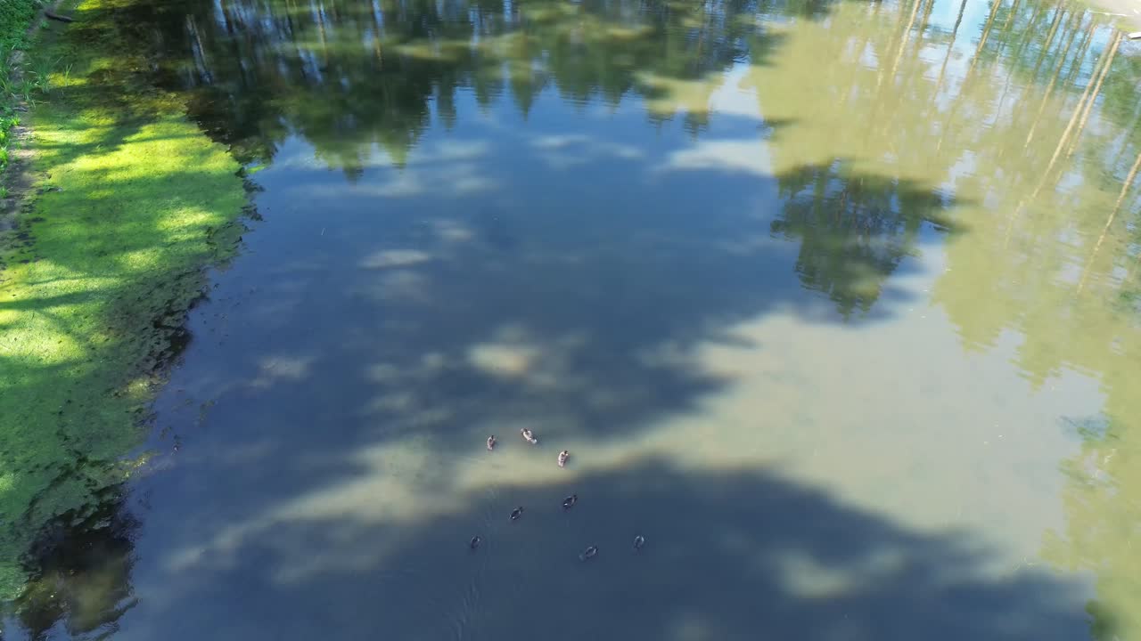 드론은 유럽의 새벽에 밝은 호수 위를 날아다니며 평온한 호수, 울창한 숲, 우아한 다리를 촬영합니다.