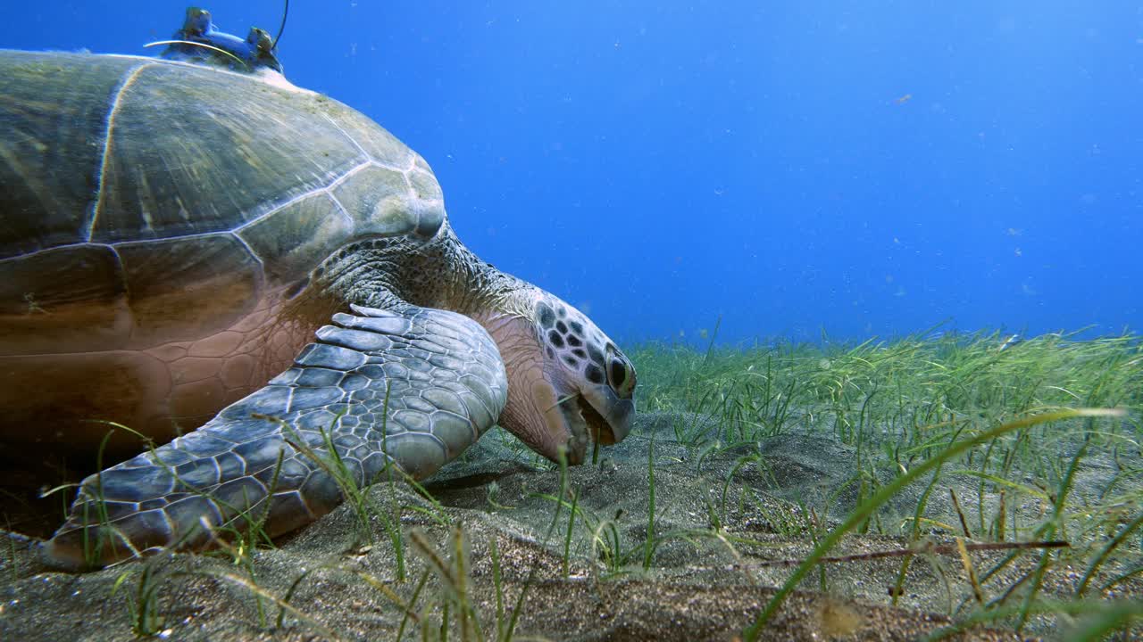 Toma de seguimiento lateral de una Chelonia mydas con un rastreador satelital pastando en una pradera de Cymodocea nodosa en un fondo arenoso.