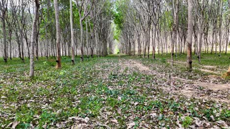 rubber plantation