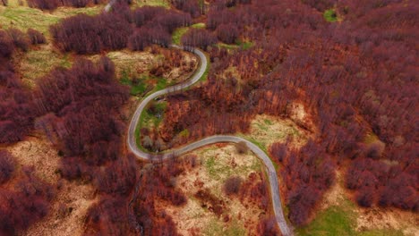 curvy road winding through fall-colored forest in the dolomites, aerial view