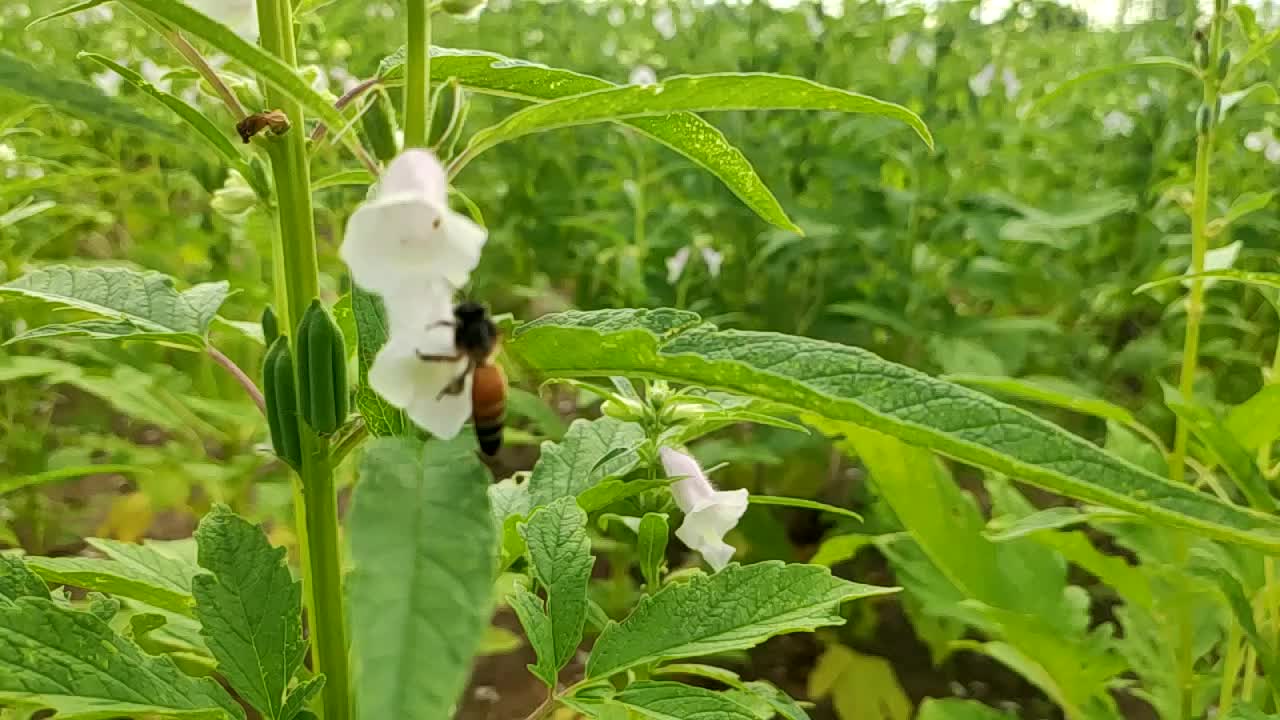 la abeja de la miel volando sobre las flores del cultivo de sésamo, imágenes en cámara lenta