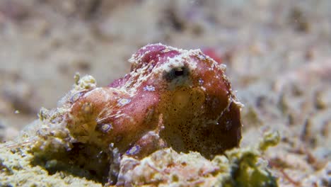 Pequeño-Pulpo-Venenoso-De-Anillos-Azules-Moviendo-Branquias-De-Sifón-Para-Respirar-Agua-Salada