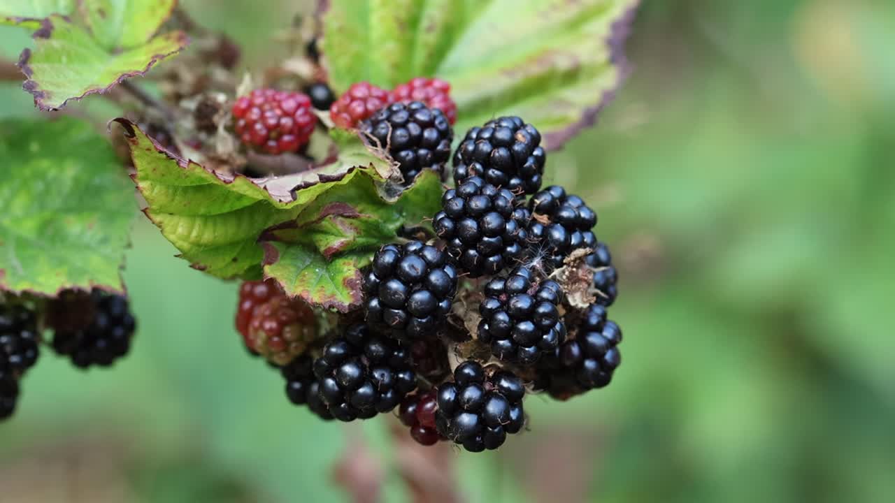 Ripe Blackberries on Bramble bush, Rubus fruticosus. Summer. UK