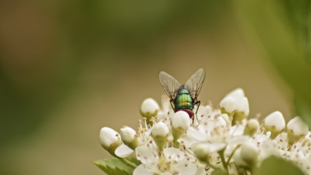 Mosca verde comune che si nutre di nettare da un fiore di viburno con sfondo sfocato