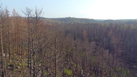 Aerial-Flying-Over-Charred-Forest-Trees-Near-Toronto,-Canada