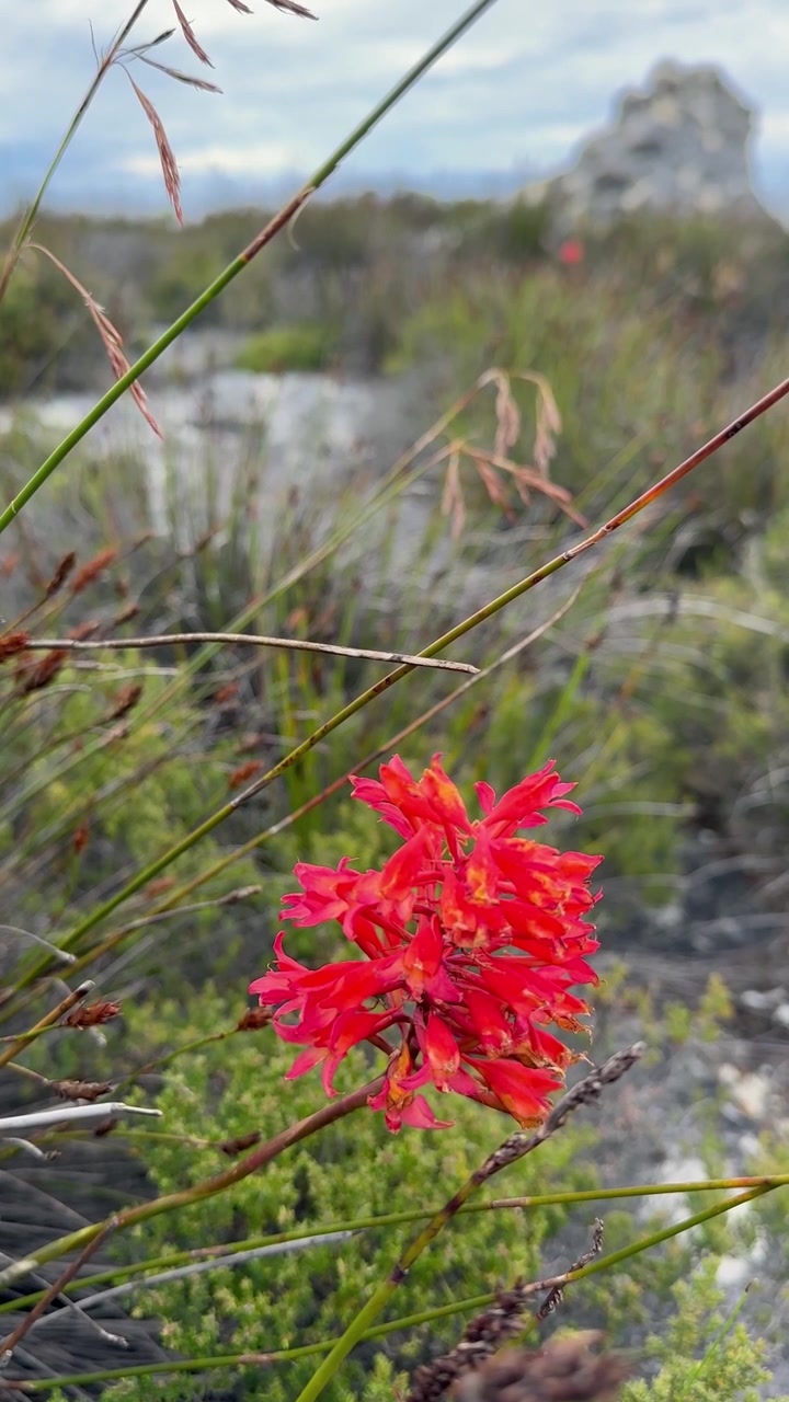 Die leuchtend rote Tritoniopsis triticea, gemeinhin bekannt als Bergpfeifen, die Teil des Fynbos sind, auf dem Tafelberg. Kapstadt, Südafrika