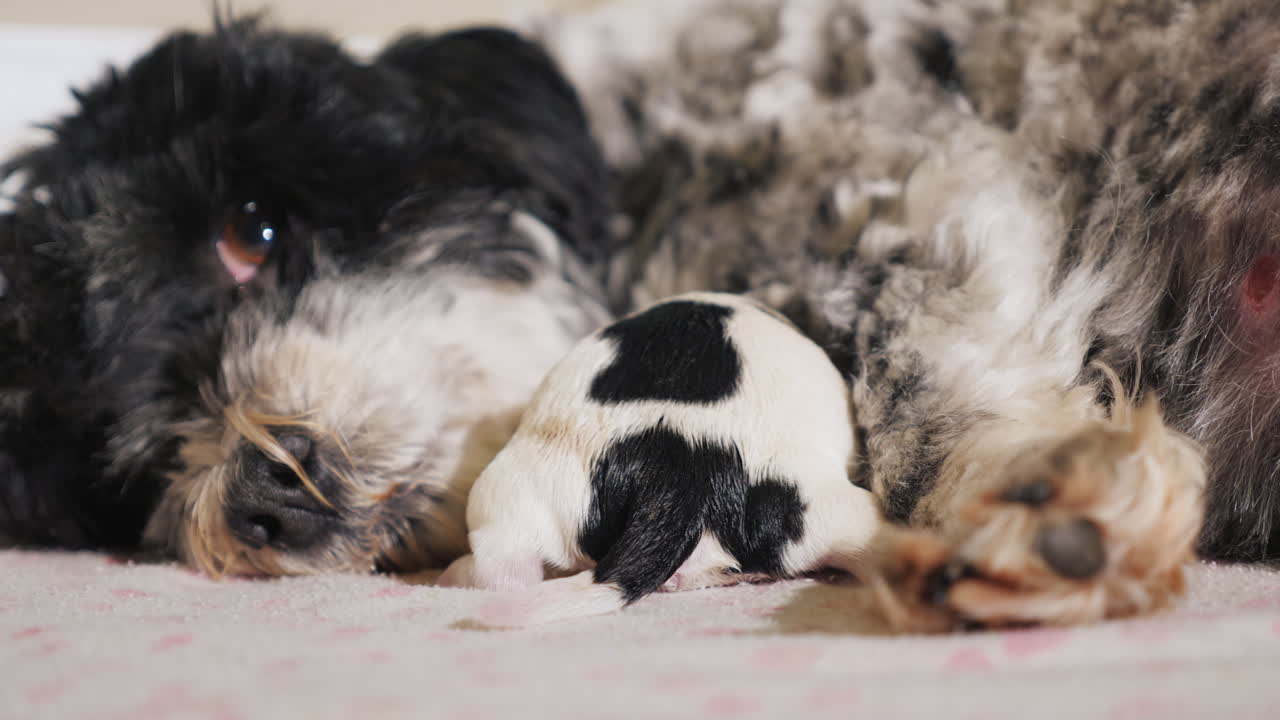 갓 태어난 강아지와 함께 출산한 강아지 01