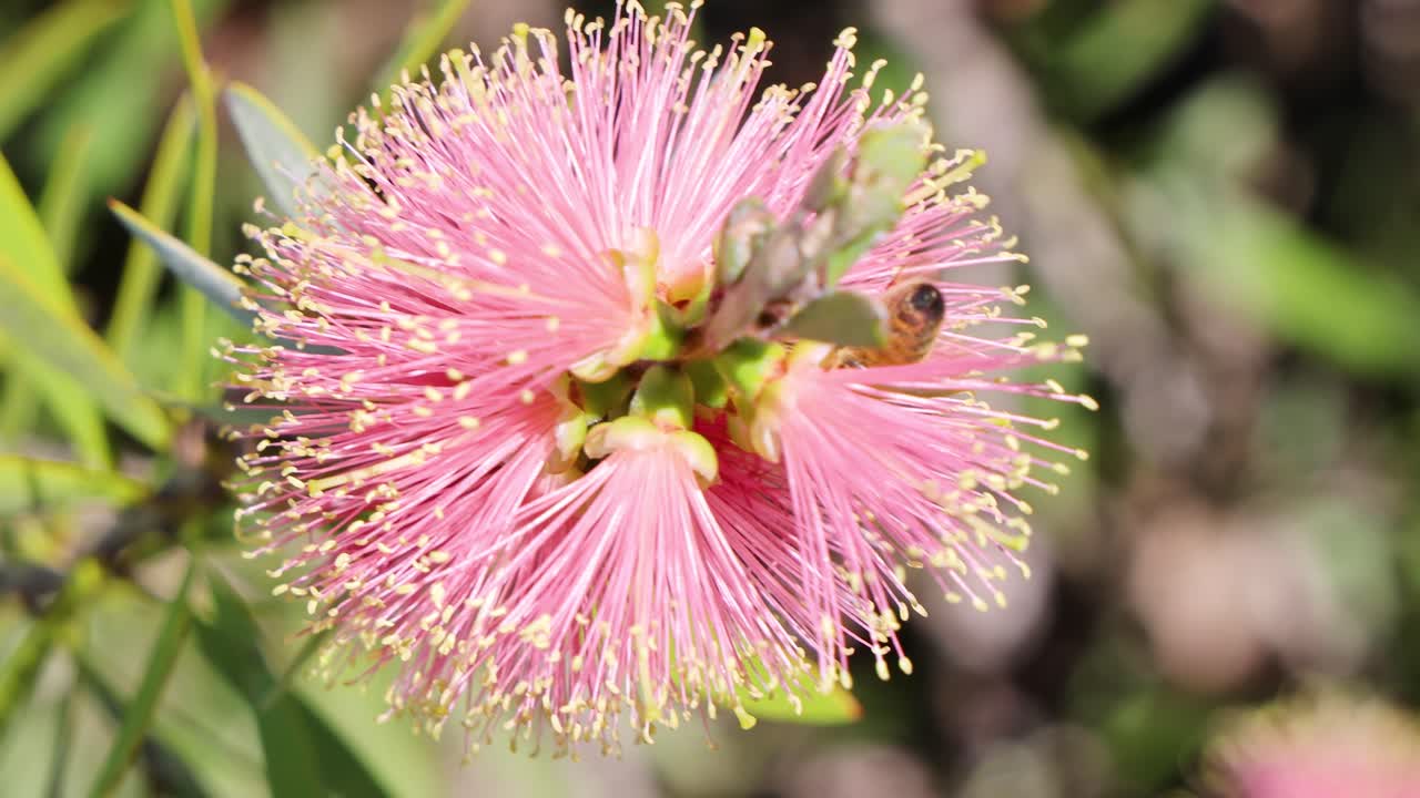 la abeja interactuando con una flor rosada vibrante
