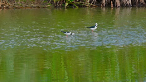 Wild-bird-playing-on-water